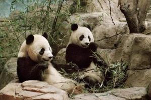 Pandas Washington zoo