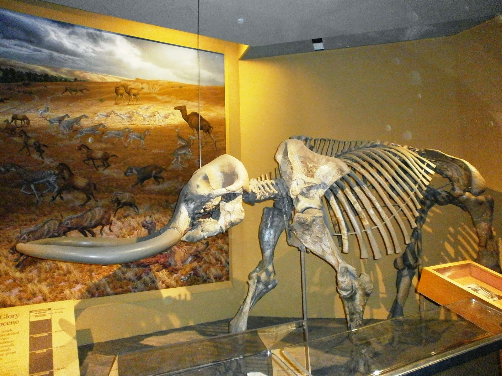 Museus de História Natural