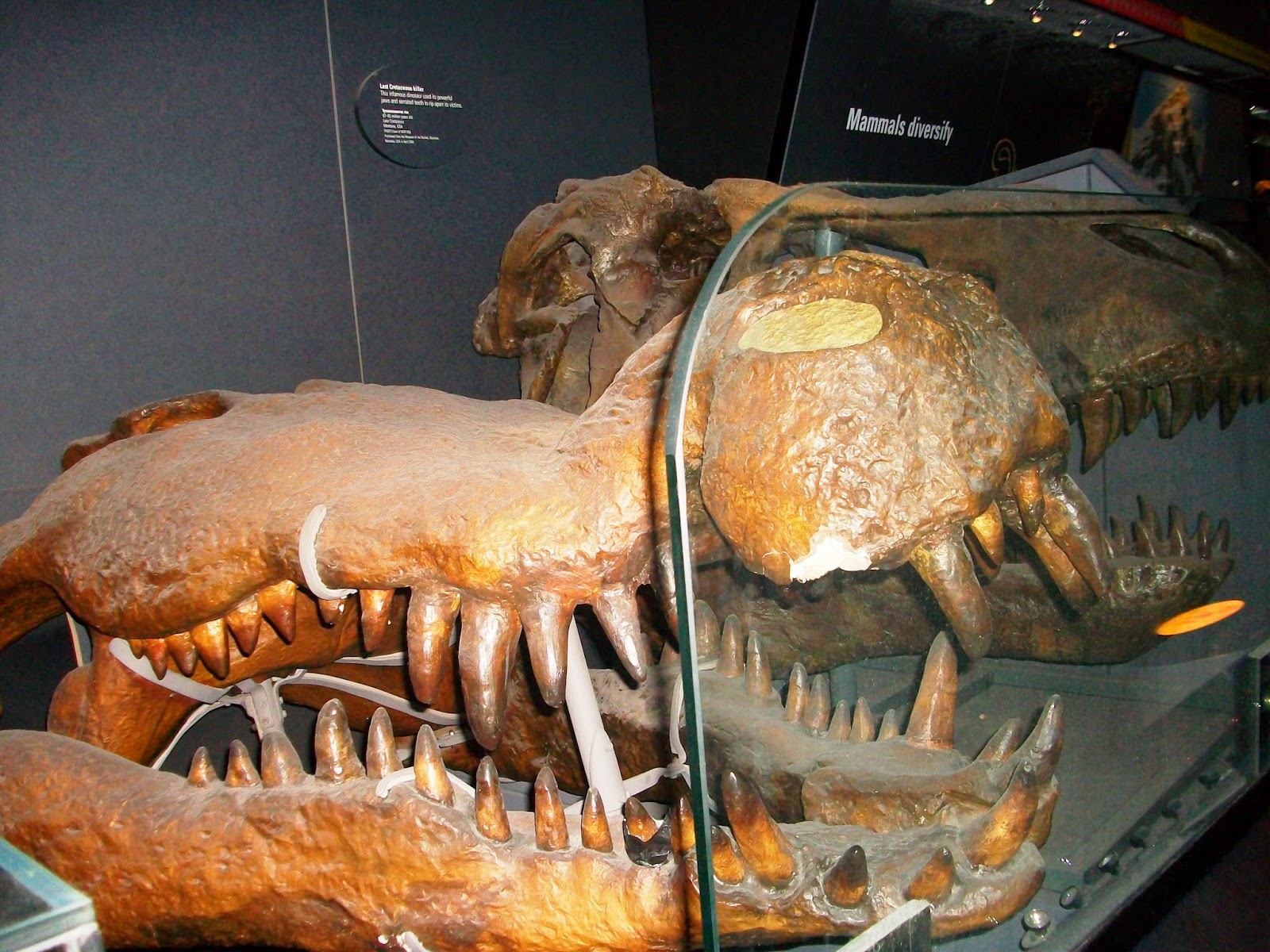 Londres
À descoberta dos Museus de História Natural
