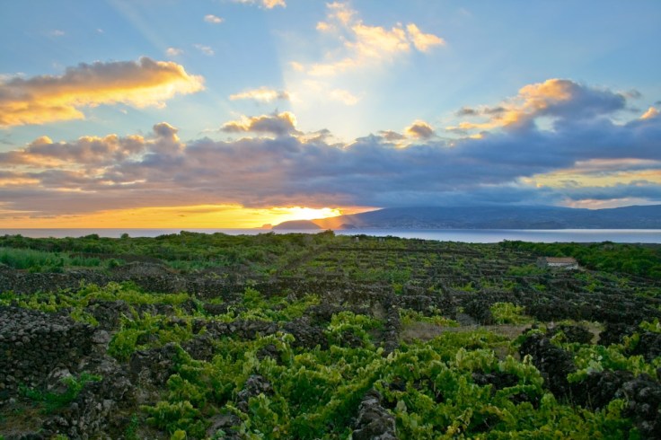 Vineyard Sunset
