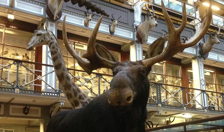 natural-history museum