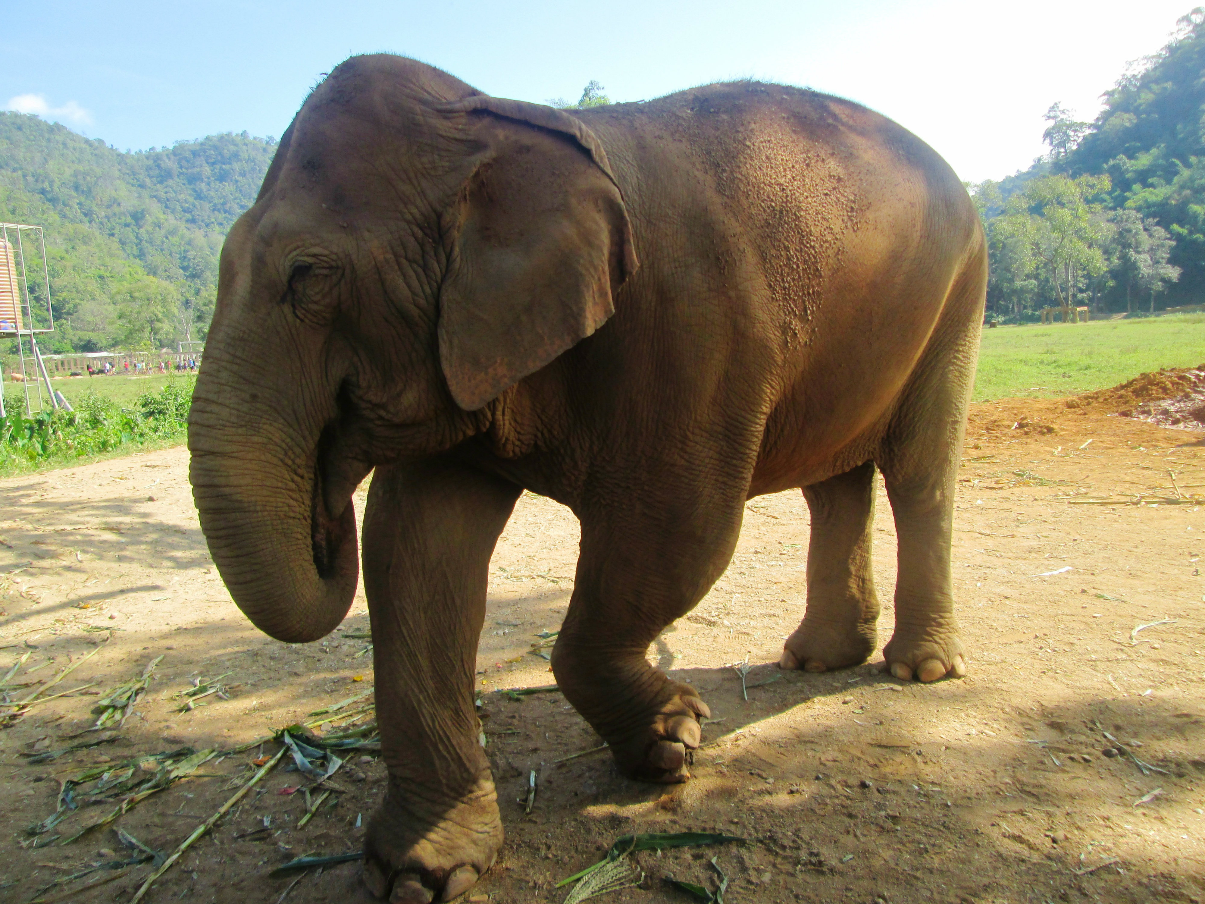 elephant-nature-park2