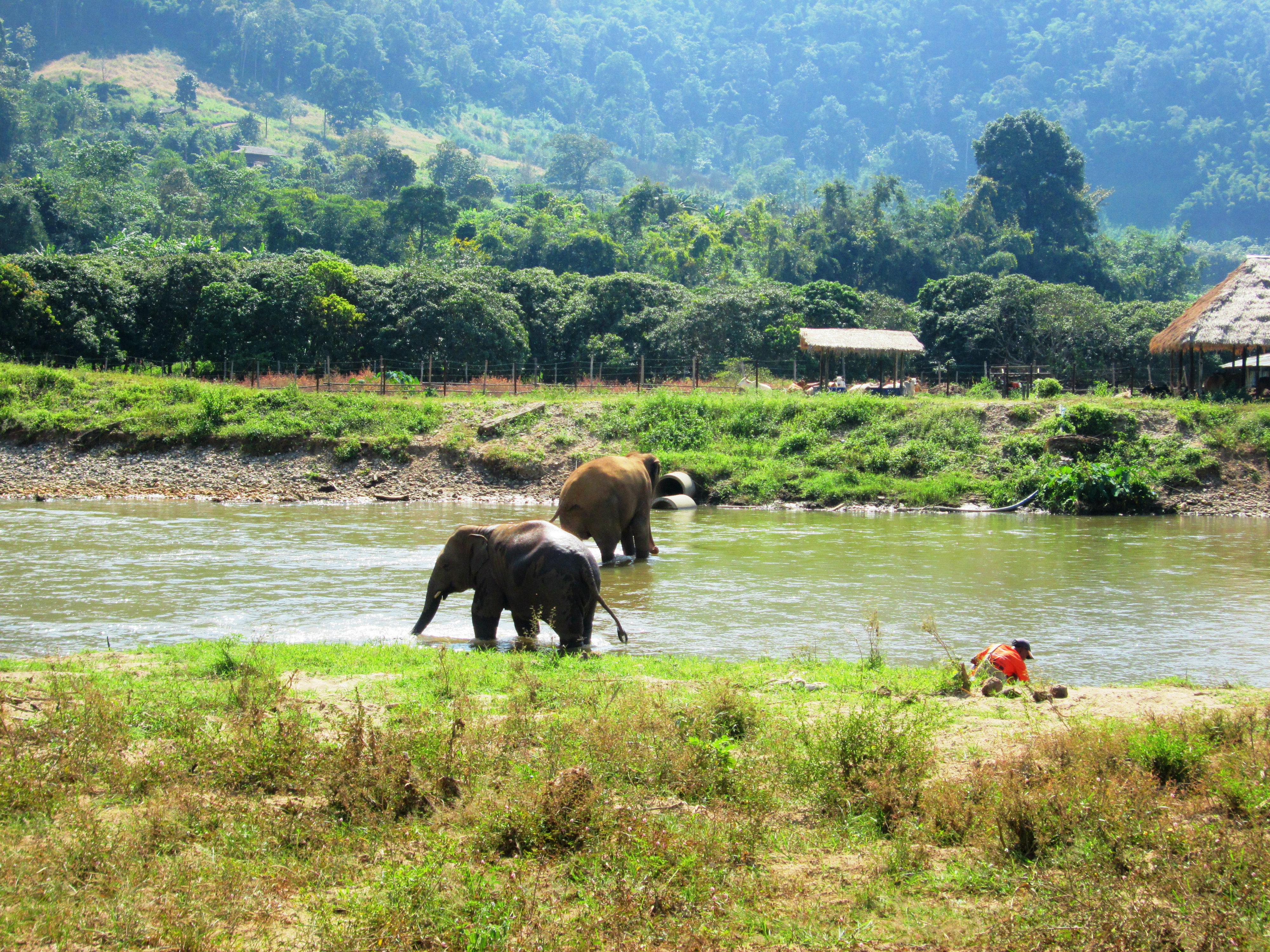 elephant-nature-park3