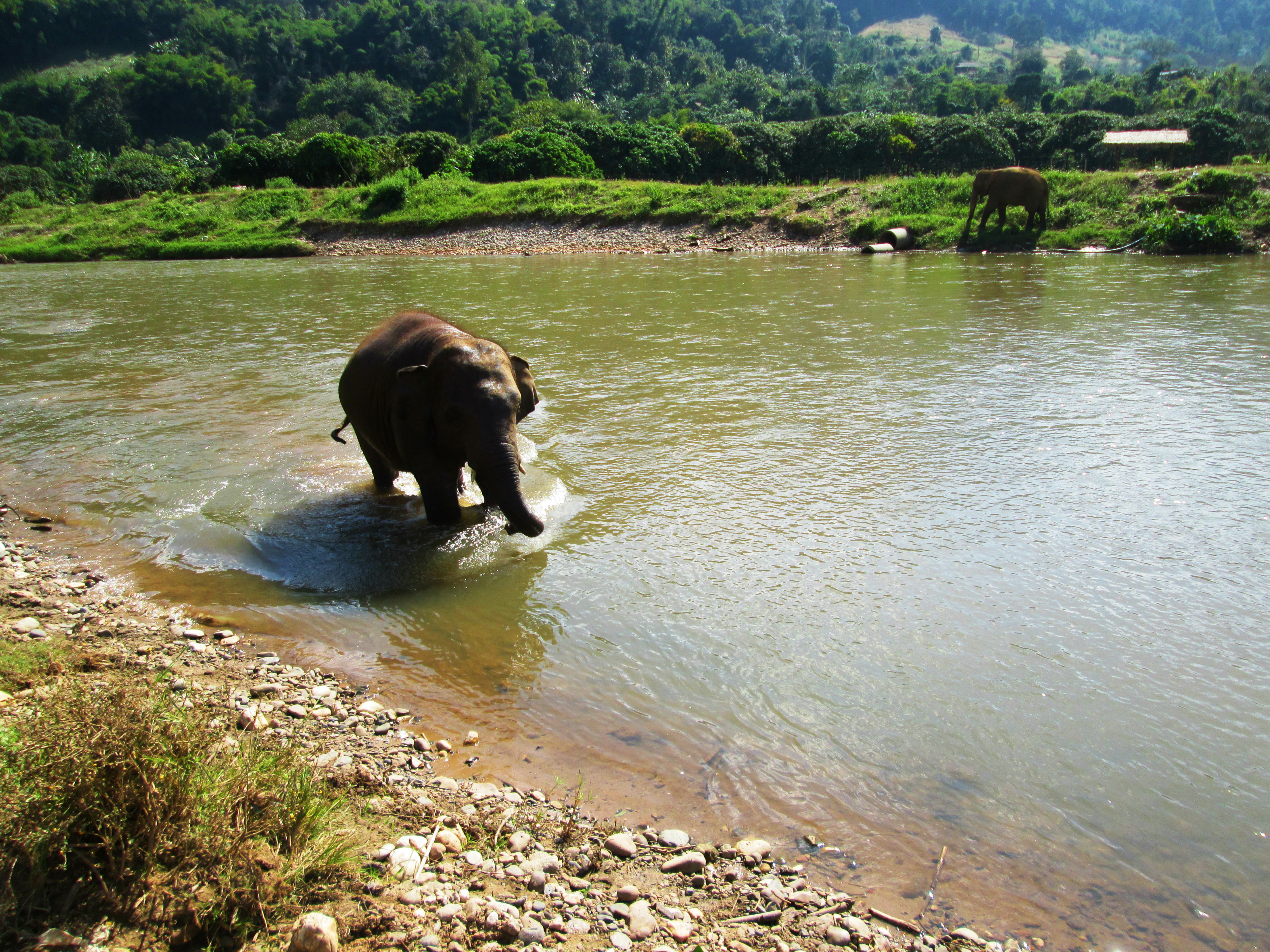 elephant-nature-park4