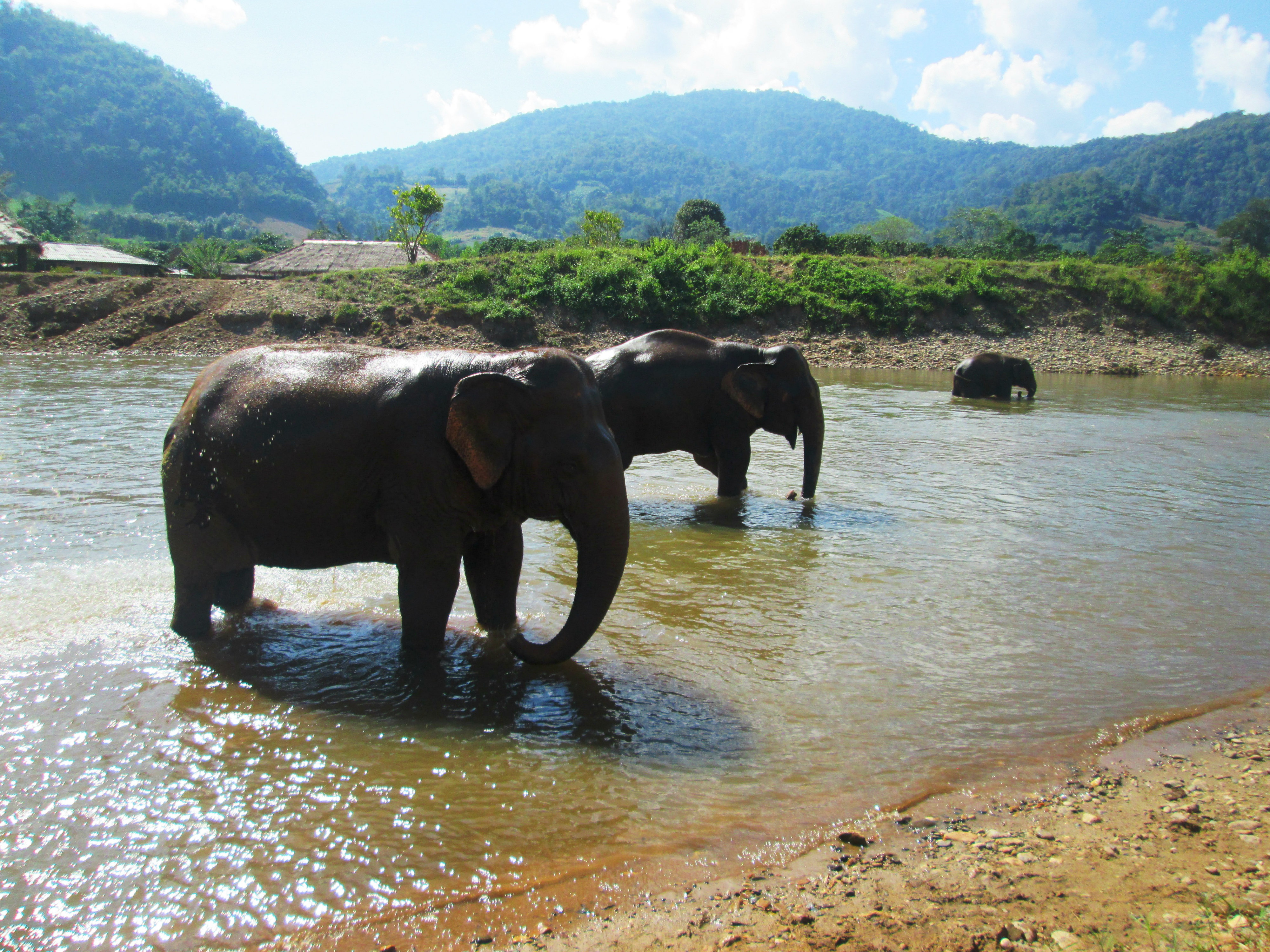 elephant-nature-park5
