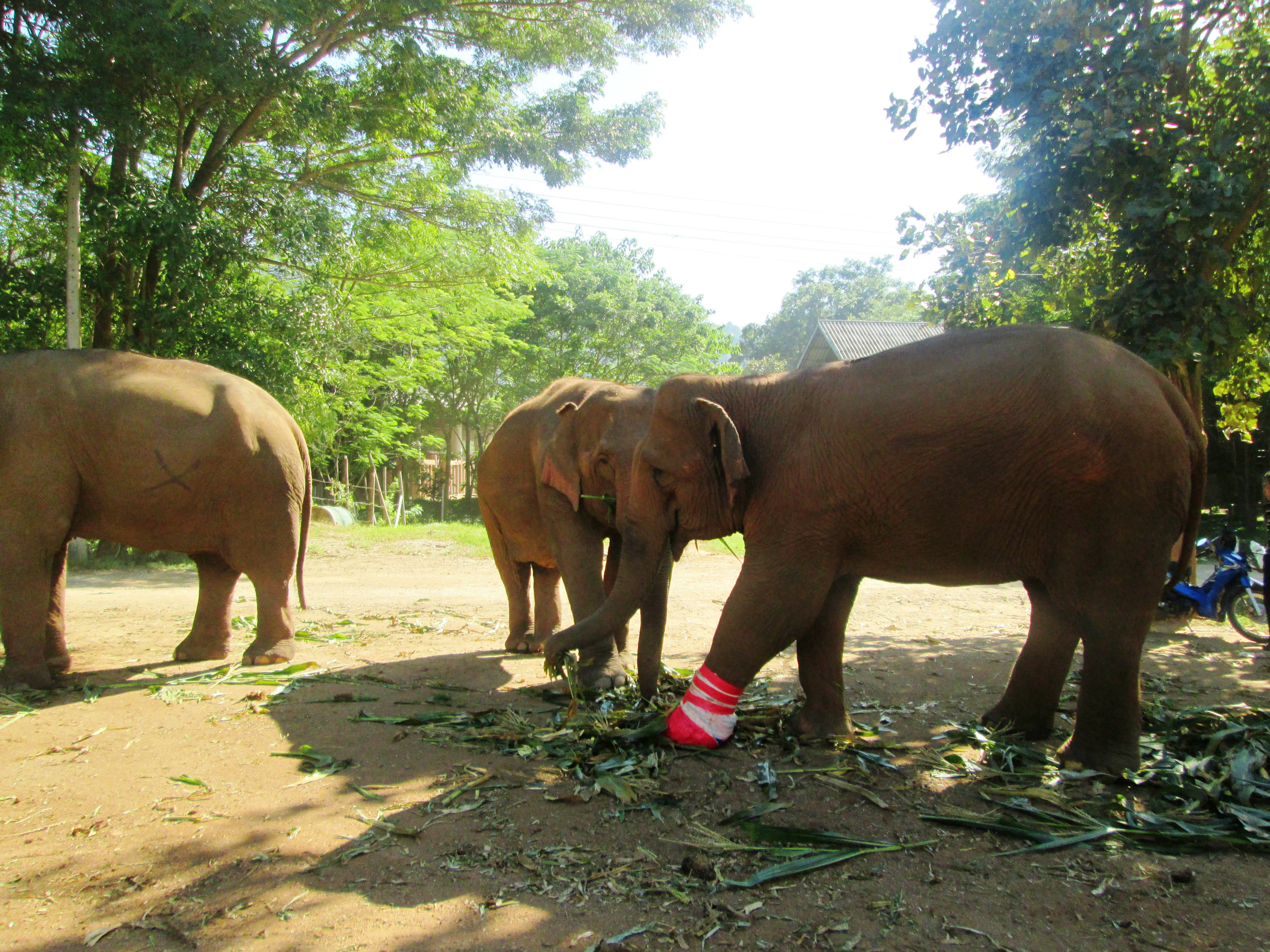 elephant-nature-park6