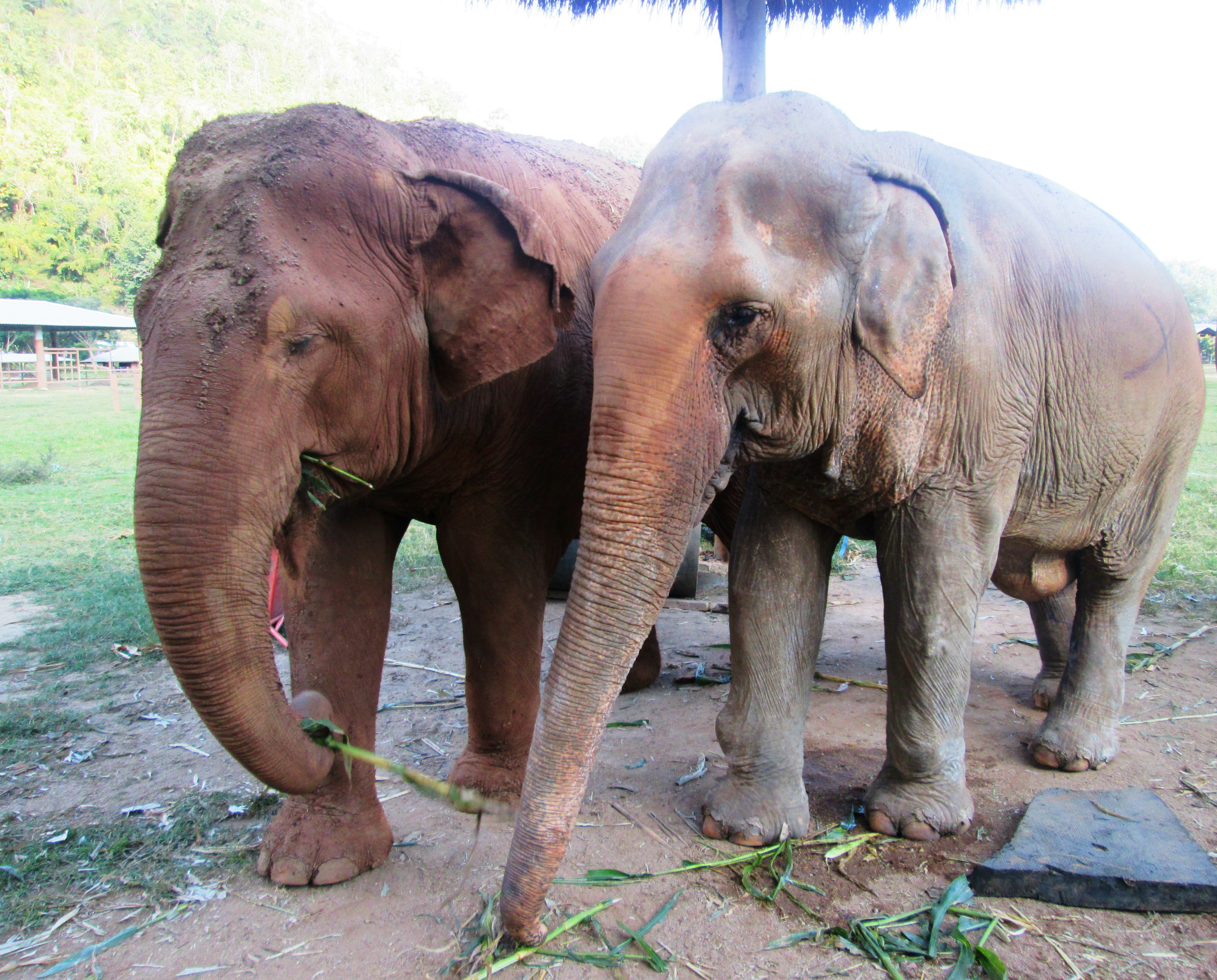elephant-nature-park7