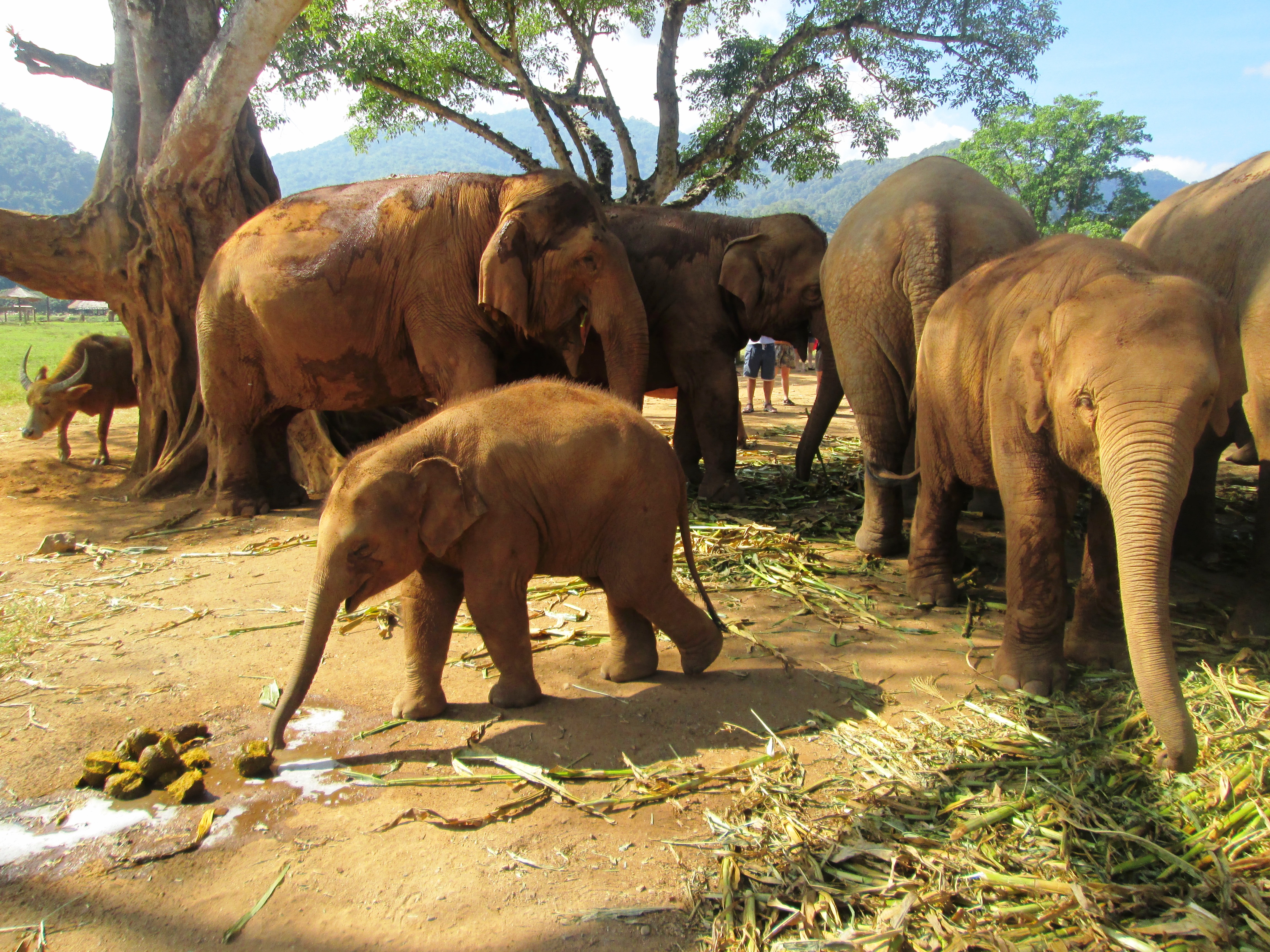 elephant-nature-park8