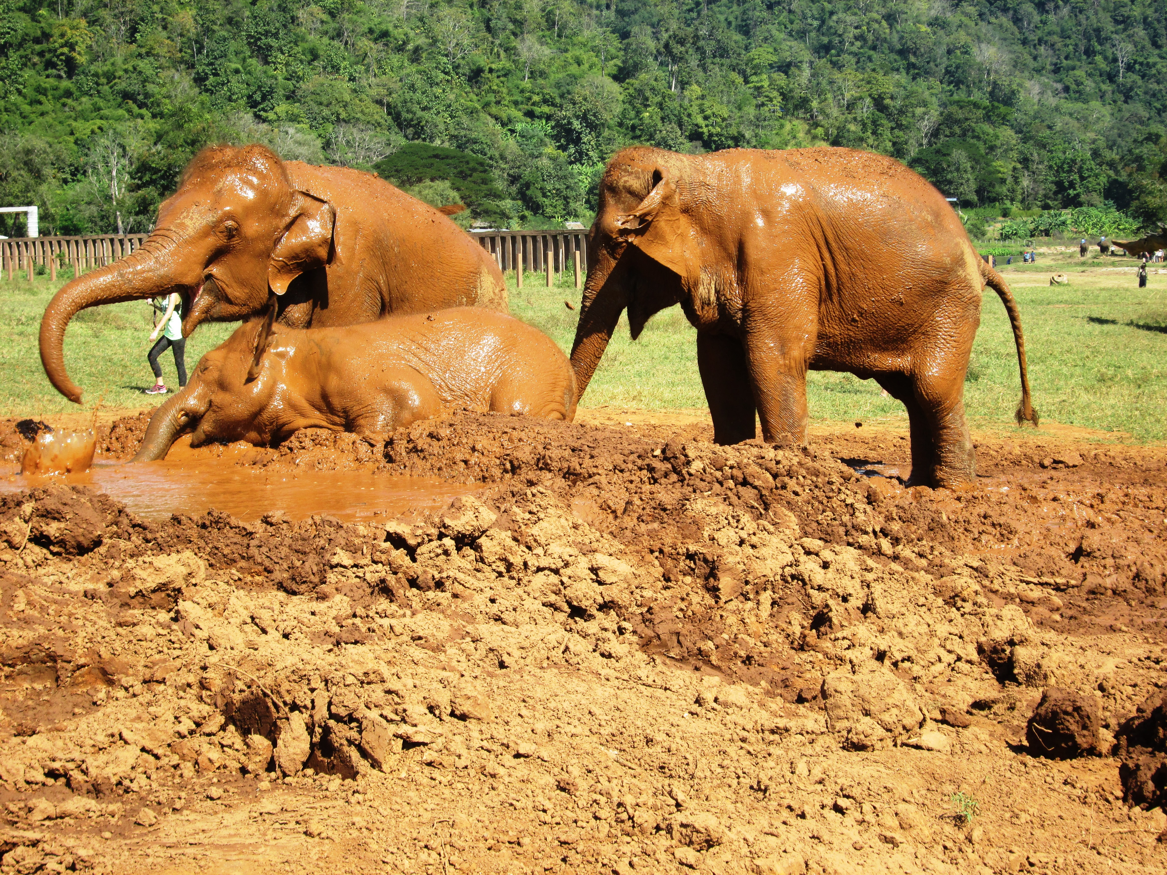 elephant-nature-park9