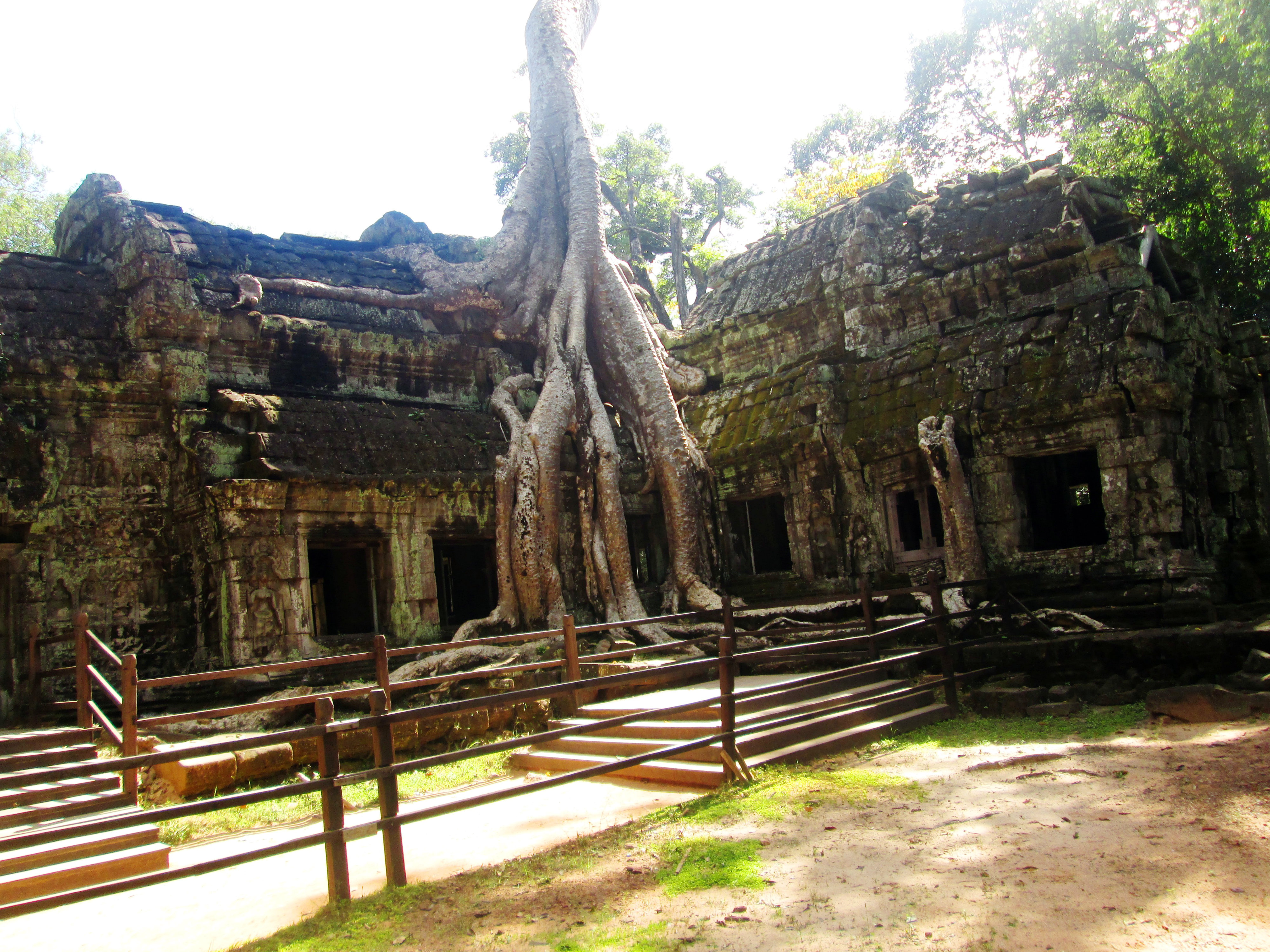 ta-prohm-2