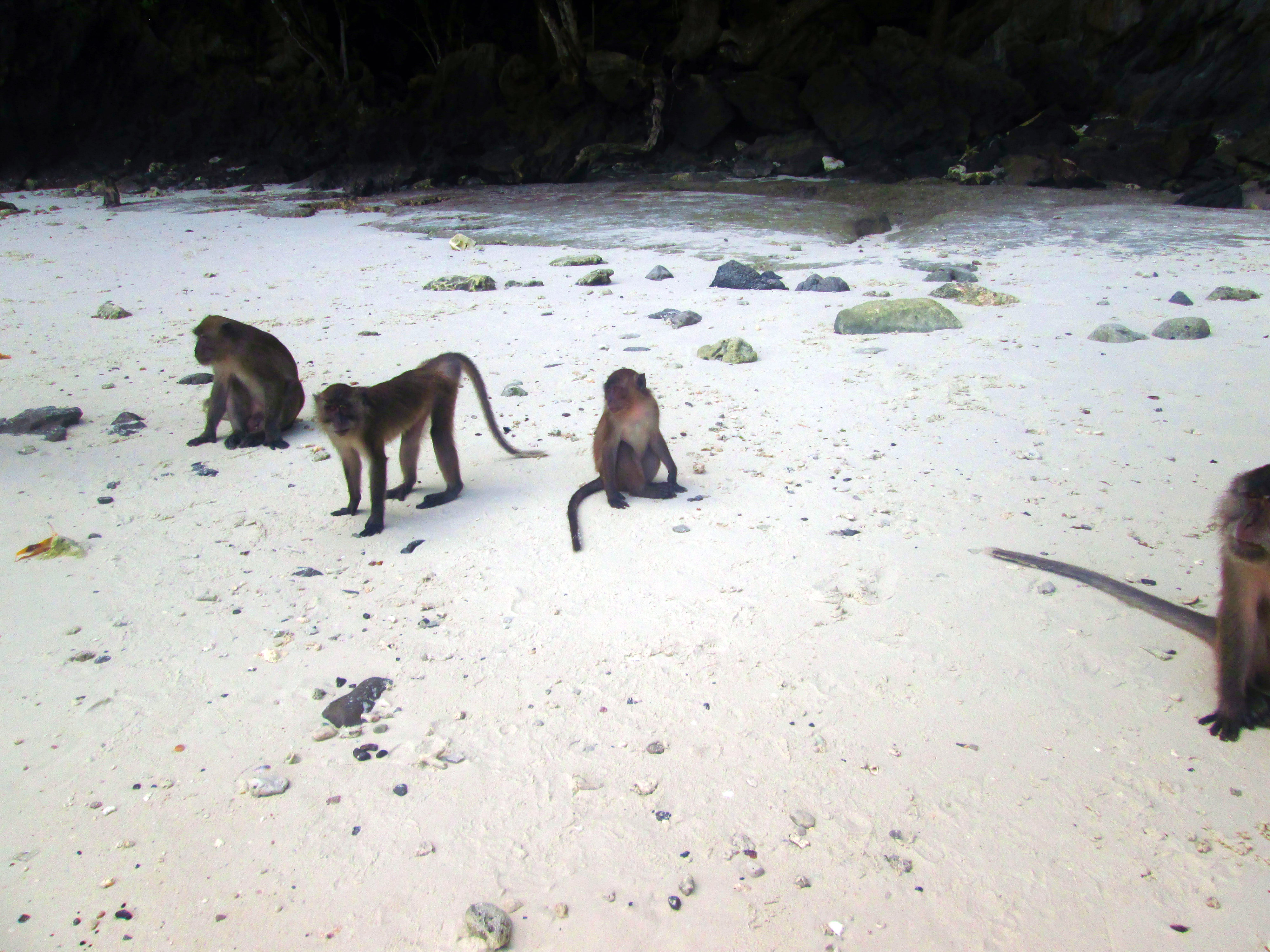 phi-phi-don-monkey-beach-2